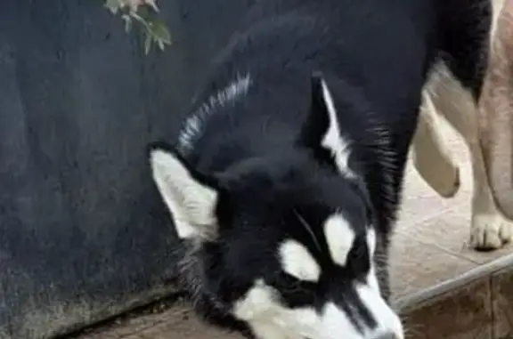Chien perdu , photo : Chiens disparus à Villuis : frère et sœur