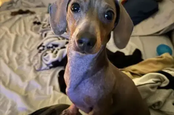 Missing Dachshund in Dallas: Call Now!