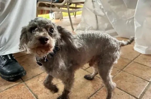 Found: Sweet Silver Gray Toy Poodle