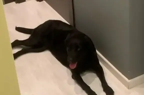 ¡Ayuda! Labrador Negro Perdido en Olivella