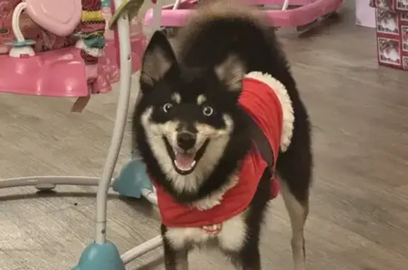 Lost Pomsky: Hazel on West Markham St.