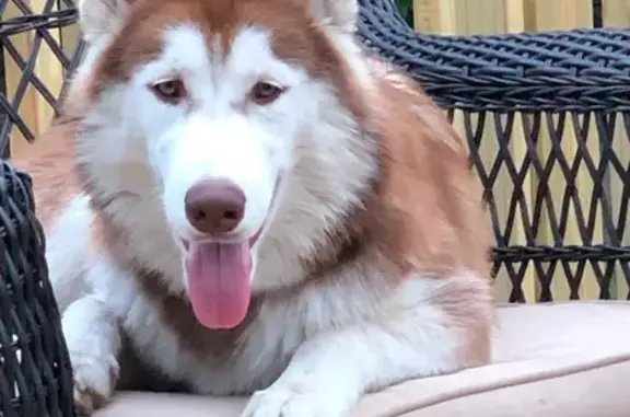 Lost Husky: Hazel Missing on Buffalo Ave