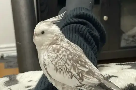 Lost Parakeet: Gray & White Oreo Missing