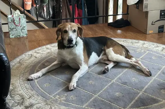 Lost Tri-Colored Hound in Clay, NY