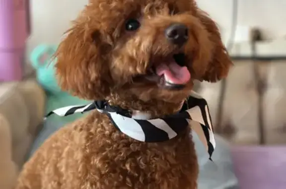 Lost Red Poodle: Emotional Support Dog