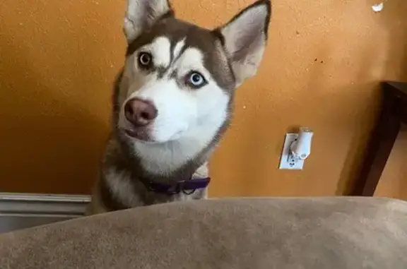 Lost Husky in Odessa: Blue-Eyed Beauty