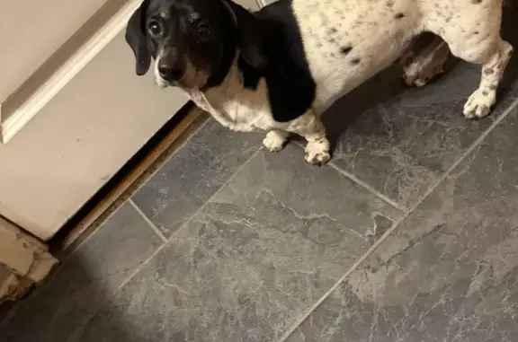 Lost Dachshund on Longview St, Mesquite