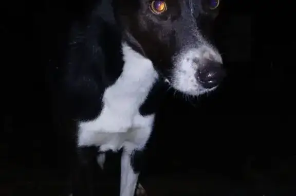Chien trouvé , photo: Petit chien sans collier trouvé à Brucourt