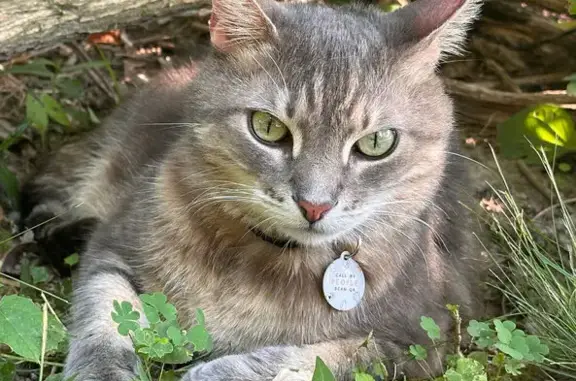 Lost Grey Tabby in Woodlawn Park