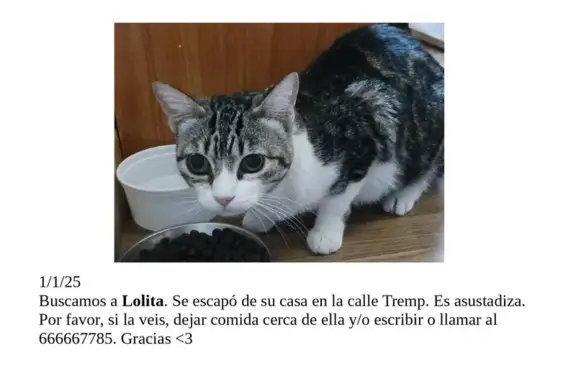 Gato Perdido en Madrid: Ayuda a Encontrarla