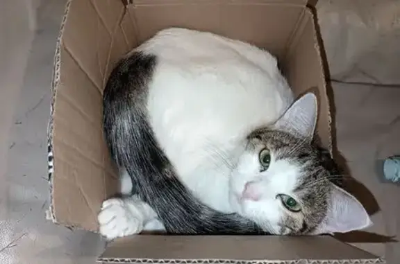 Chat perdu, Maxéville, photo: Chat perdu : Skinni, blanc tigré, Maxéville