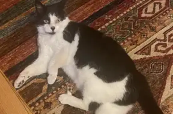 Lost and found pets , photo: Lost Black & White Cat in Florence, NJ