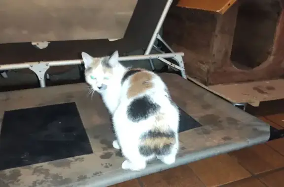 Animaux trouvés , photo: Chat tricolore trouvé, queue coupée, Onet-le-Château