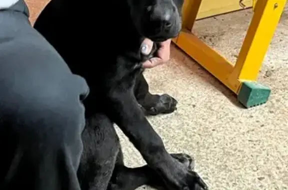 Chien trouvé Bourgogne-Franche-Comté, photo: Jeune labrador noir trouvé à Auxerre