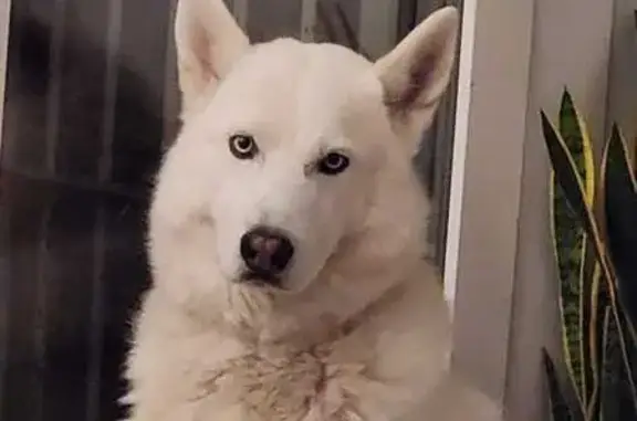 ¡Ayuda! Husky blanco perdido en Guadarrama