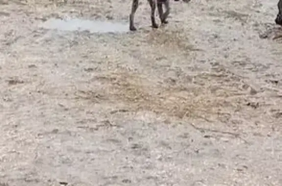 Griffon trouvé avec collier noir à Baigneaux - photo
