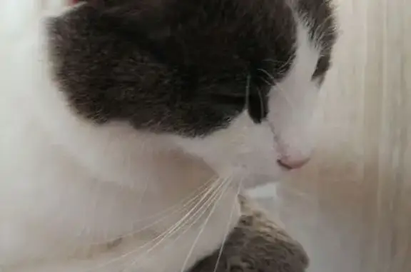 Chat européen blanc/gris perdu à Taden - photo