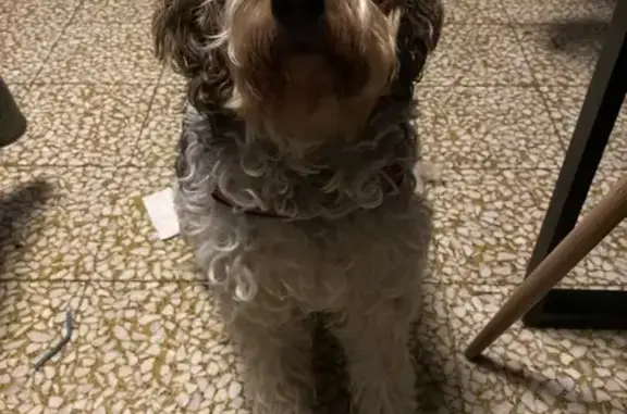 Animaux perdus Aucamville, photo: Chienne tricolore perdue à Aucamville