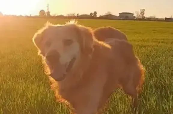 Perro Golden Retriever Perdido en El Alcaide