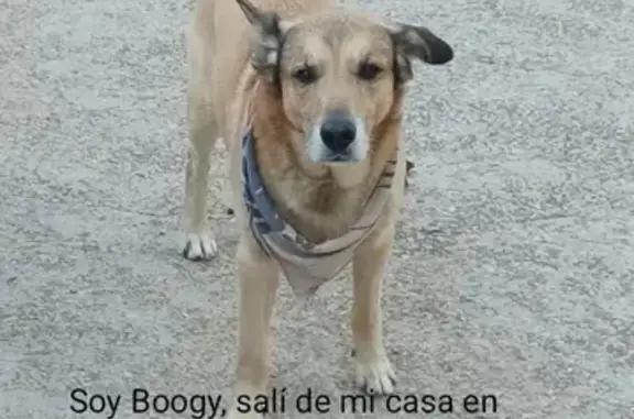 Perro Marrón Perdido en Carrer de l'Aixada