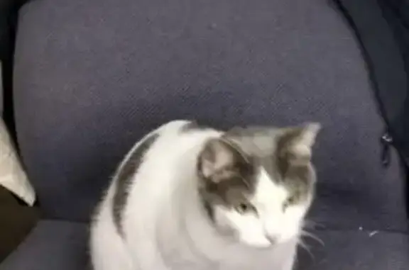Animaux trouvés , photo: Chat trouvé à Eu, Normandie