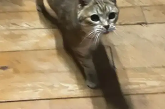 Animaux trouvés , photo: Petite chatte trouvée à Fromental