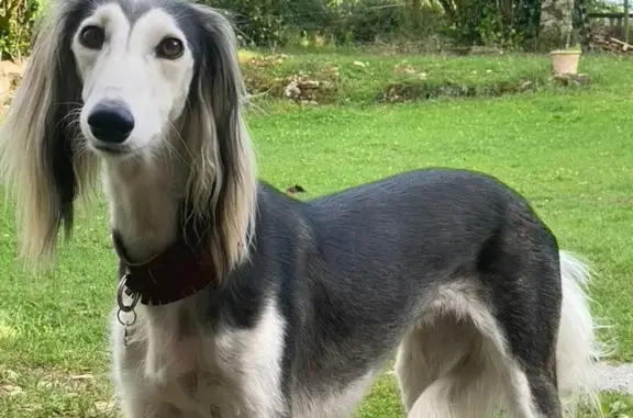 Chien perdu Verruyes, photo : Chienne saluki noire et blanche perdue