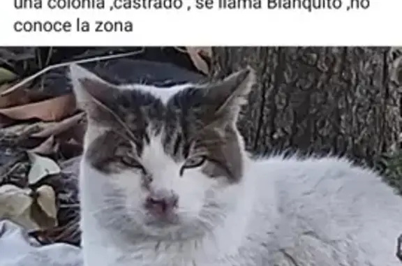 ¡Buscamos a Blanquito! Gato perdido en Alcorcón