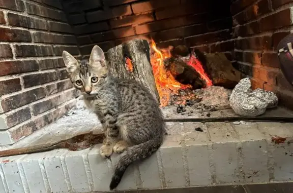 Gato Perdido en El Romeral, Alhaurín