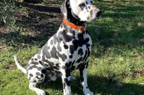 Dalmatien mâle noir et blanc perdu à Mazan - photo