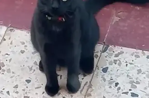 Gato Negro con Collar Verde en Las Palmas