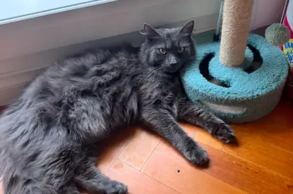 Lost Grey Long-Haired Cat on Tyne St.