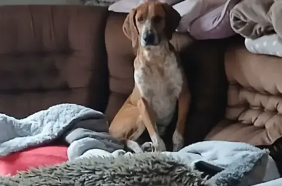 Chien mâle trouvé à Réminiac, non pucé - photo