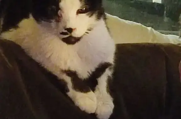Chat trouvé , photo: Chat noir et blanc trouvé blessé et recueilli