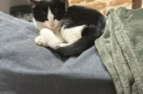 Chat trouvé Villeneuve-sur-Lot, photo: Chaton sociable trouvé, Rue du Parc des Princes