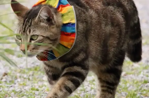 Chat perdu : Calinou, tigré 7 ans, peureux - photo