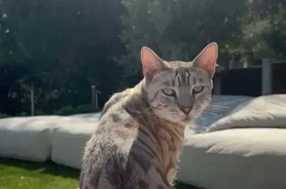 Bengal rayé disparu à Sospel - photo