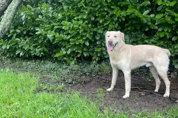 Chien trouvé , photo: Grand labrador beige trouvé, mâle sociable