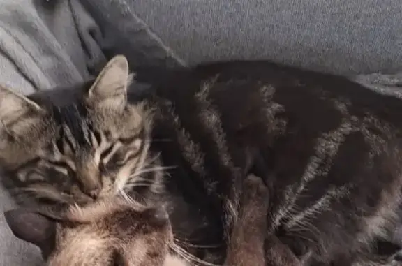 Chat perdu, Jurançon, photo: Chat perdu à Jurançon : Aidez-nous !