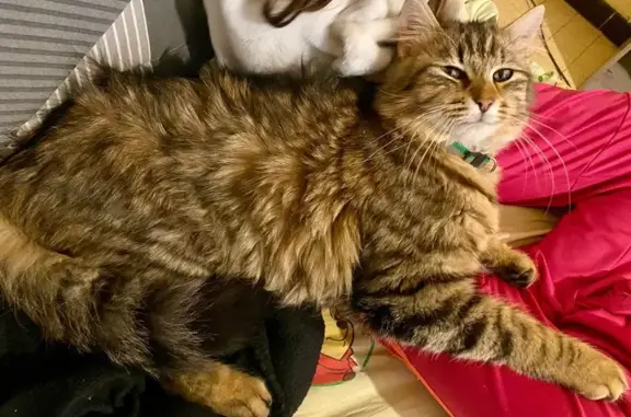 Zebulon, chat sibérien perdu à Marignier - photo