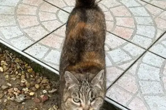 Chat trouvé Saint-Ouen-en-Belin, photo: Chat tigré trouvé blessé à Saint-Ouen