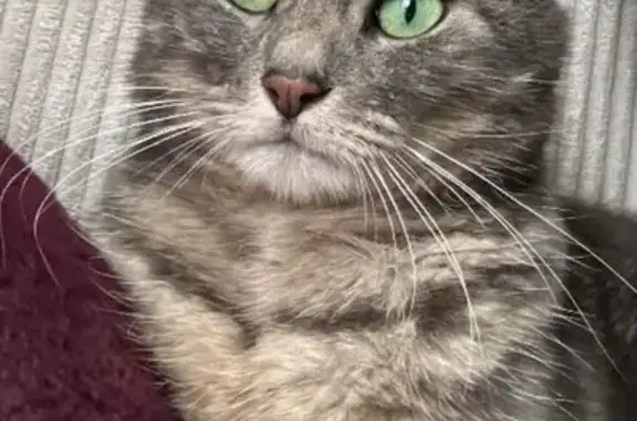 Chat perdu : gris-beige, yeux verts, Maisdon - photo