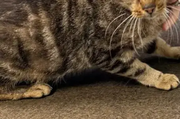 Adorable chatte tigrée trouvée à Valence - photo