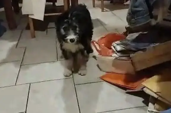 Chien perdu , photo : Chienne tricolore 4 mois disparue à Bizeneuille