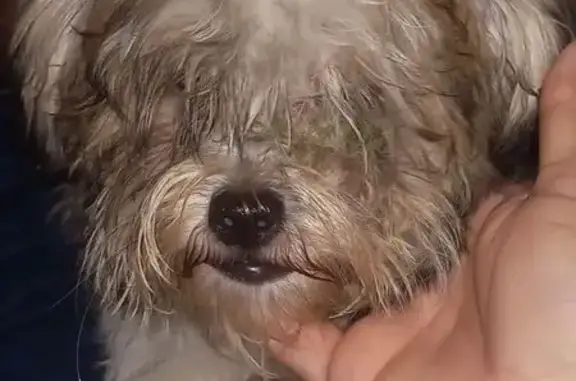 Chiot femelle blanc/marron trouvé à Remire - photo