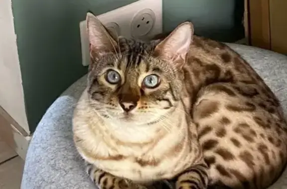 Chat perdu, Moret-Loing-et-Orvanne, photo: Bengal mâle perdu à Moret-Loing-et-Orvanne