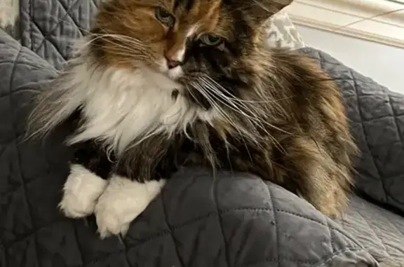 Help Find Our Missing Calico Cat!