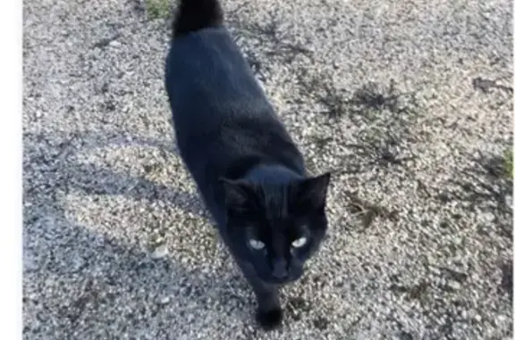 Animaux trouvés , photo: Chatte noire trouvée à Baladou