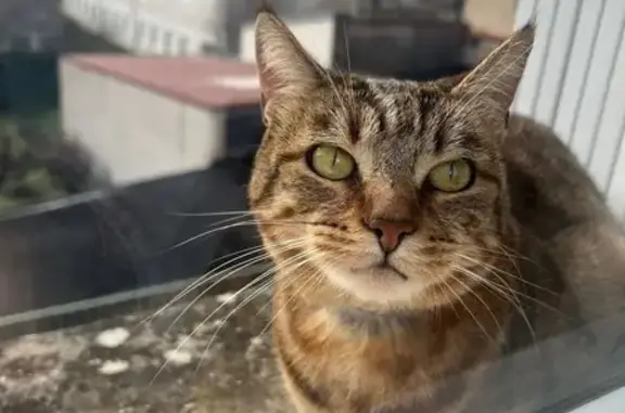 Animaux trouvés Saint-Céré, photo: Chat gris coincé sur fenêtre, Saint-Céré
