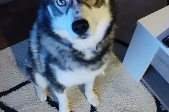Chien perdu La Villedieu-du-Clain, photo : Husky mâle perdu à La Villedieu-du-Clain